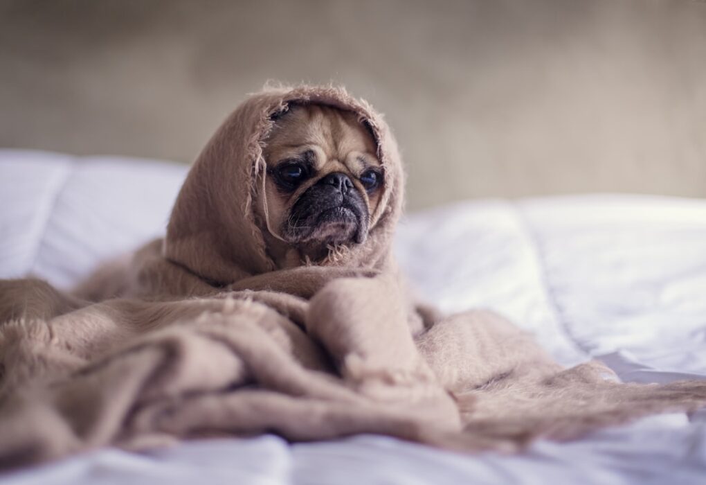 Is Kennel Cough Contagious to Humans?