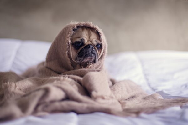Is Kennel Cough Contagious to Humans?