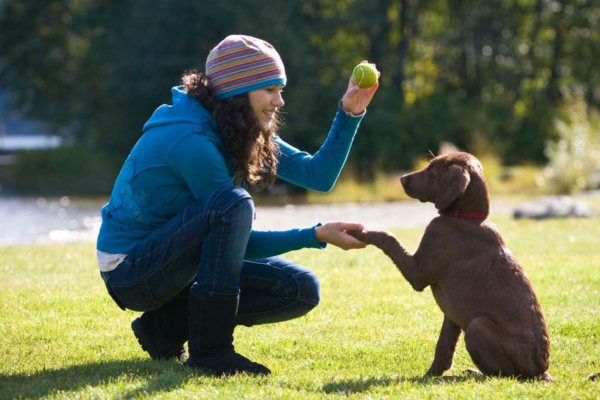 Essential Techniques for Teaching Young Dogs Good Habits