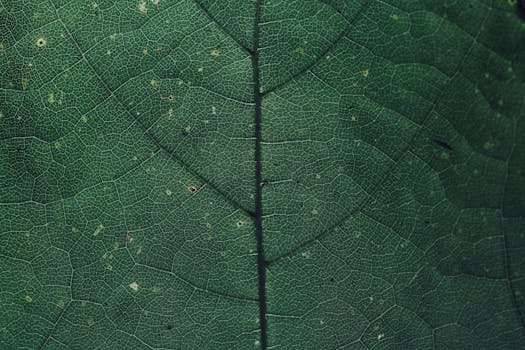 Unpacking the Enigma: Pi Network Price Today and What It Means for You