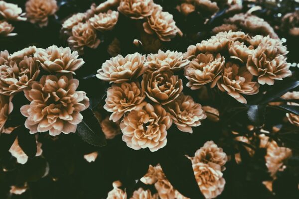 Beautiful Blooms: Exploring Flower Drawings